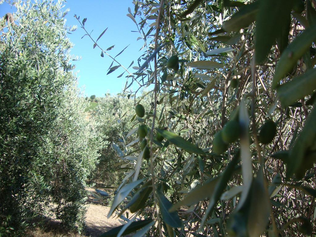 Agriturismo Podere Selvette Campagnatico Kültér fotó